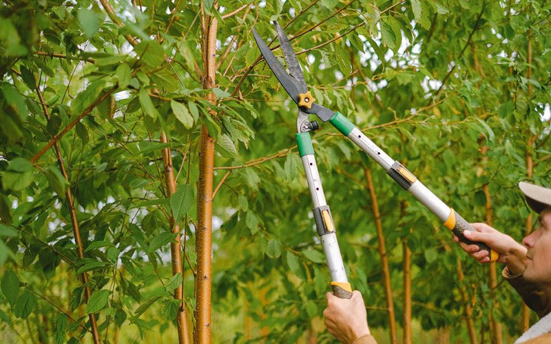 Tree trimming in Larkspur, CO