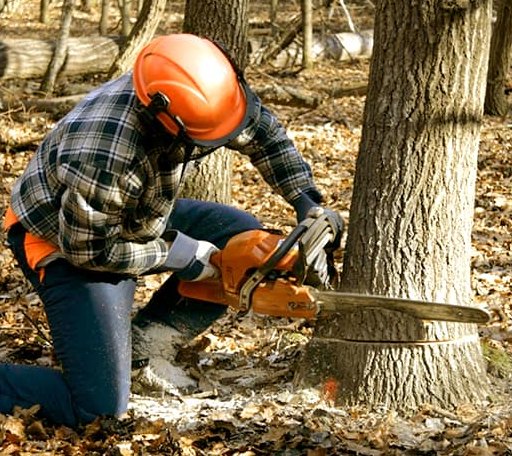 Tree Removal in Larkspur, CO